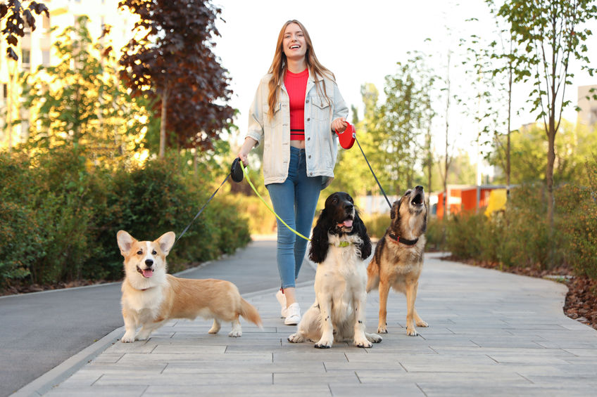 Dog walker equipment all you need to know